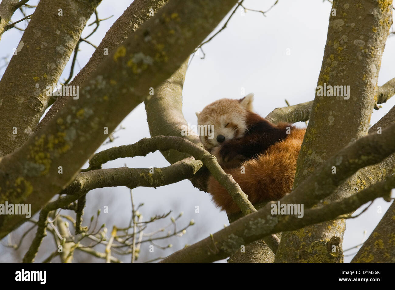 Un panda rouge en captivité dans un arbre Ailurus fulgens Banque D'Images