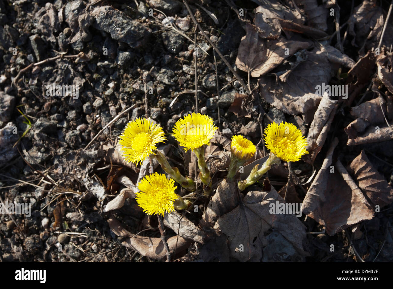 Tussilage, Tussilago farfara Banque D'Images