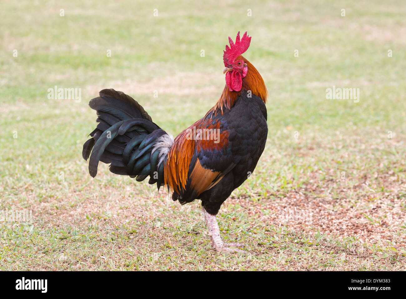 Kauai coq (Gallus gallus domesticus) Banque D'Images