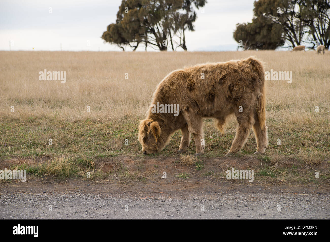 Une seule capture Highland cattle à Churchill Island Heritage Farm à Phillip Island, Victoria, Australie. Banque D'Images