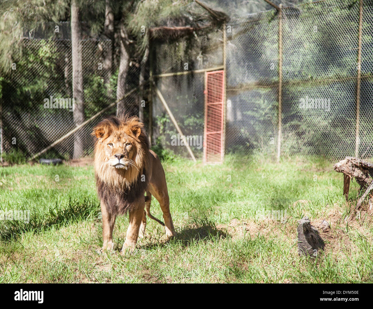 Un lion en captivité dans un zoo à directement à l'appareil photo Banque D'Images