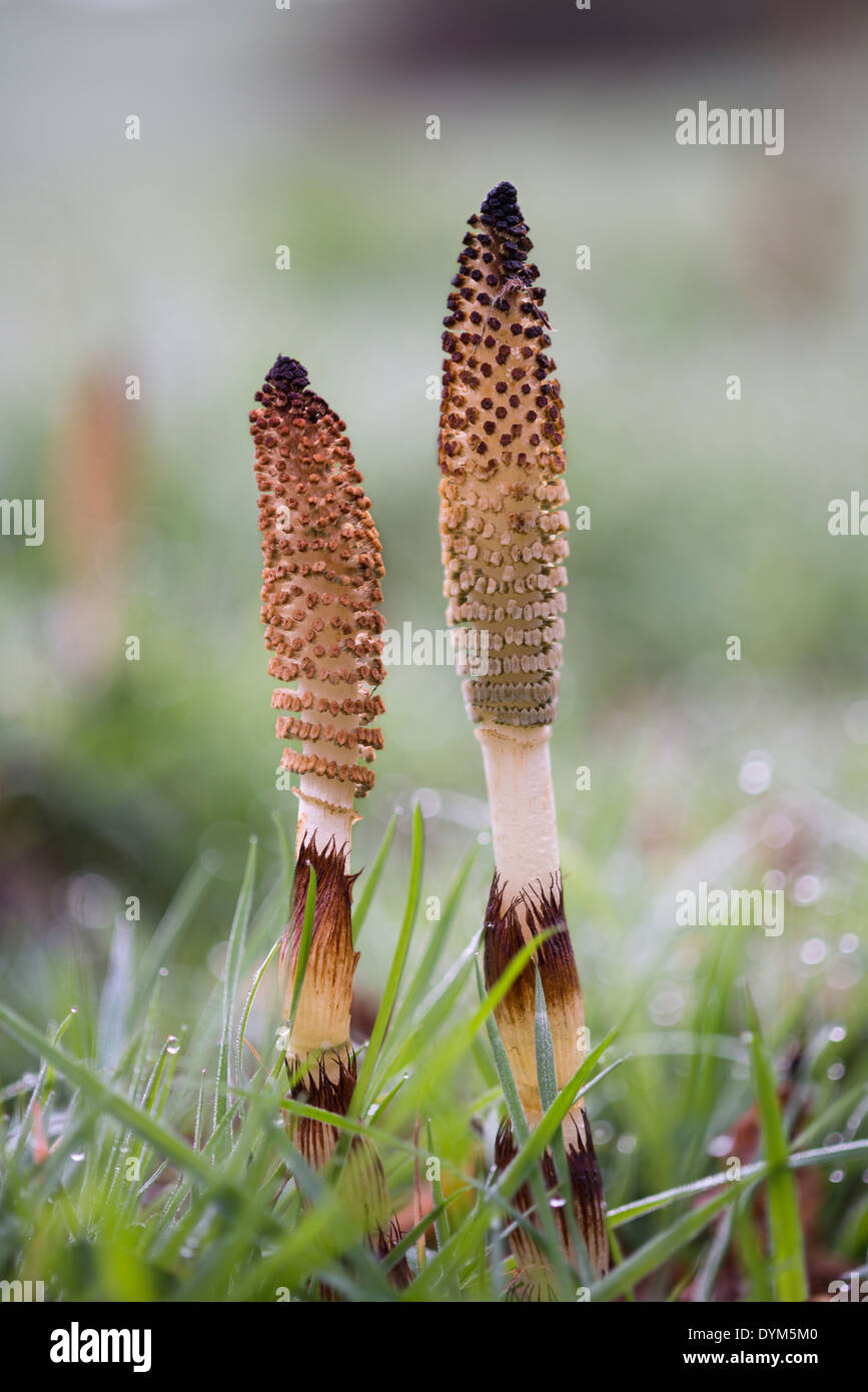 Grande Prêle Equisetum telmateia - cônes fertiles Banque D'Images