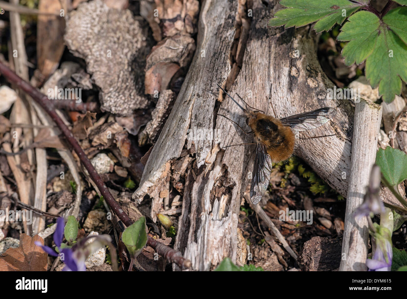 Bee fly Bombylius major ; invertébrés insectes ; Banque D'Images