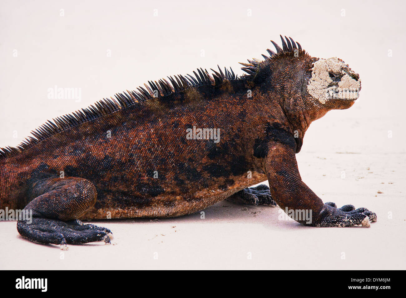 Iguane marin sur la plage. Reptile préhistorique unique. Banque D'Images