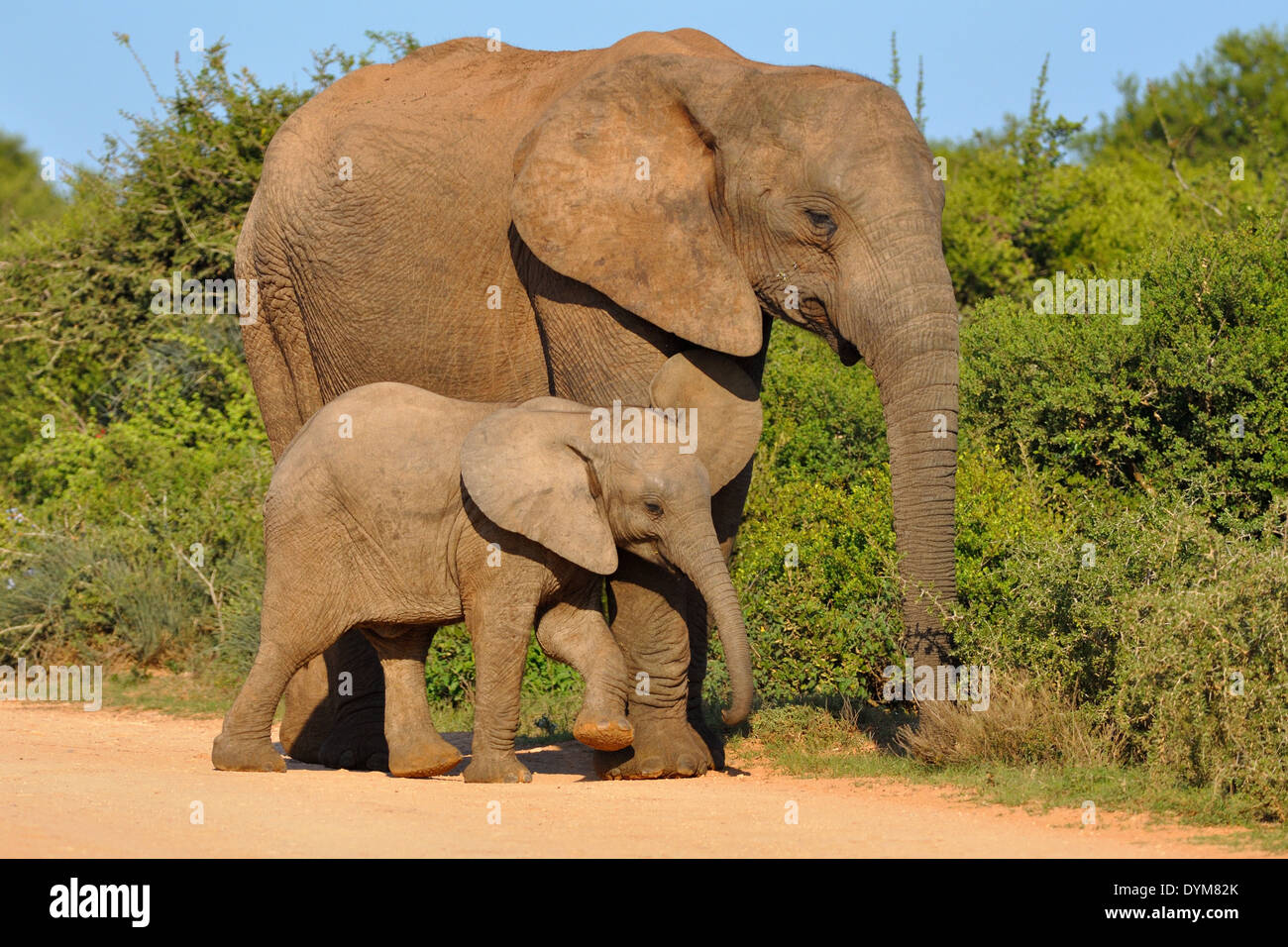 Les éléphants d'Afrique (Loxodonta africana), mère et bébé l'alimentation s'y frottant, Addo Elephant National Park, Afrique du Sud Banque D'Images
