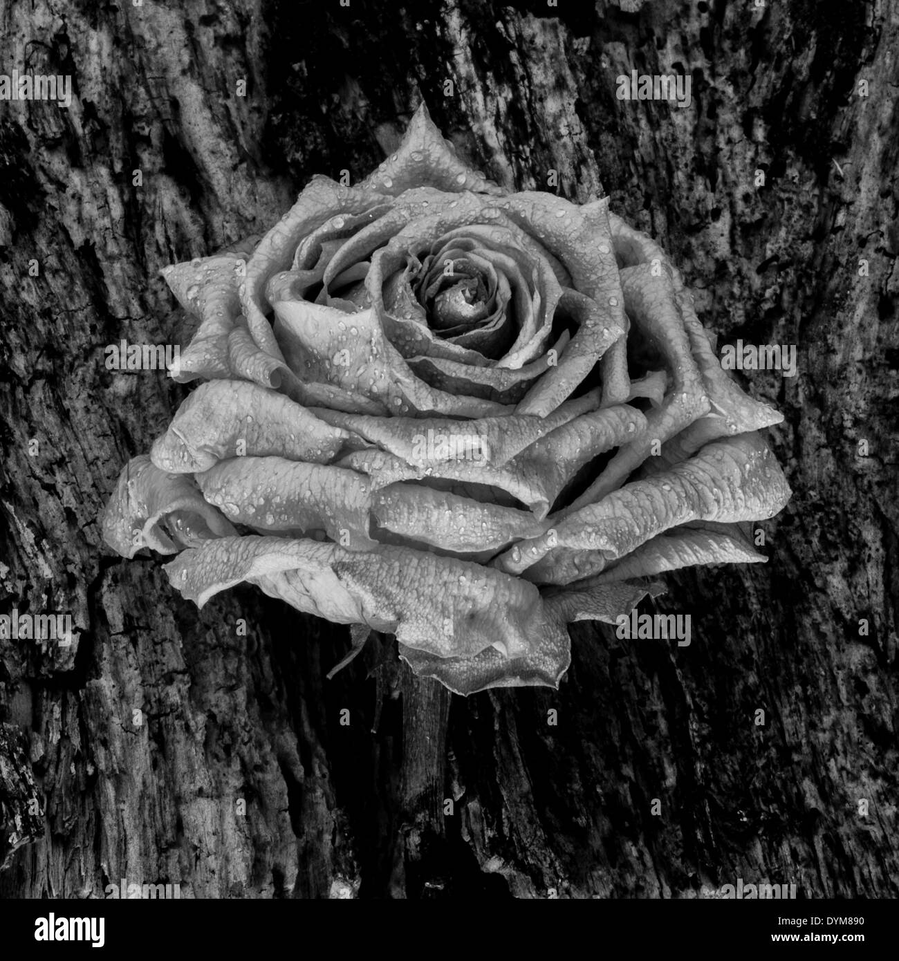 Rose Noir et blanc sur un arbre Banque D'Images