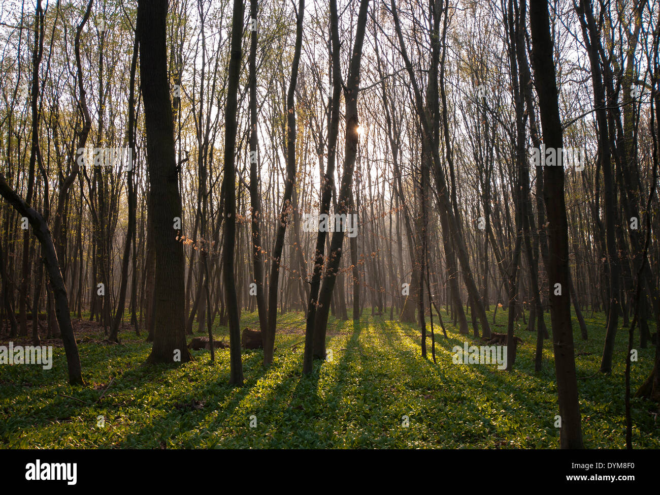 Matin ambiance dans un hêtre de conservation à l'ail sauvage comme couvre-sol, Mönchbruch Réserve Naturelle, Möhrfelden, Hesse Banque D'Images