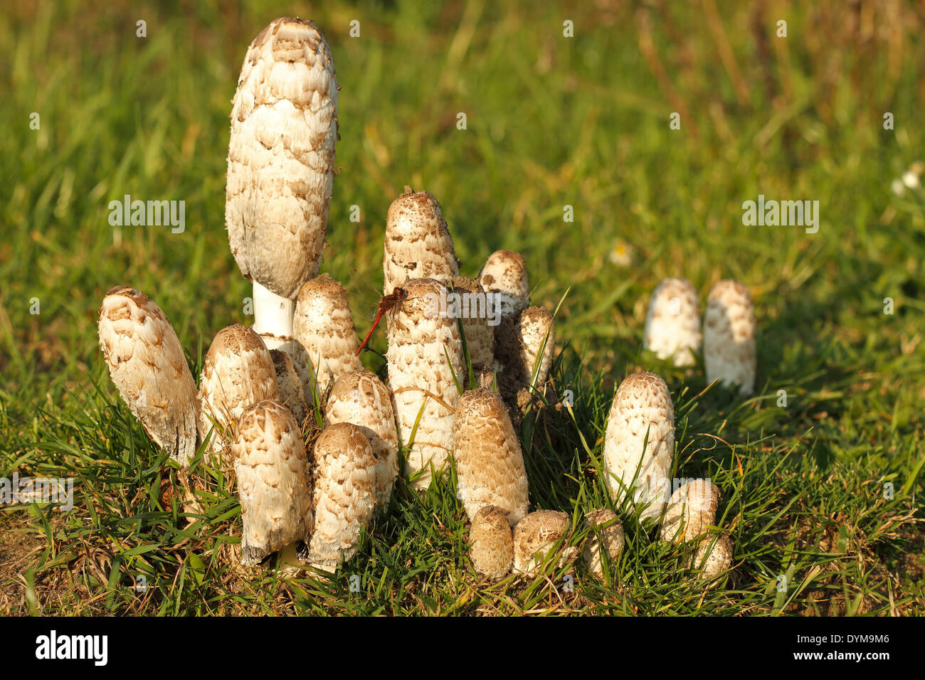 Shaggy (Coprinus comatus Cap d'encre), groupe, Strohauser Plate, Basse-Saxe, Allemagne Banque D'Images