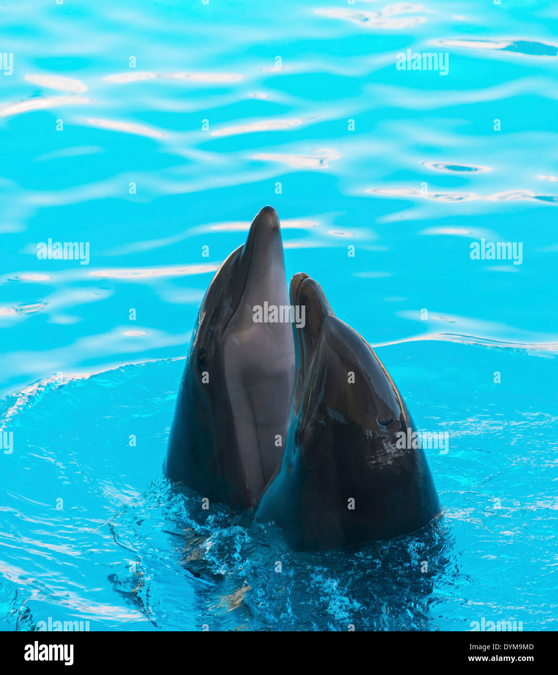 Deux dauphins à hors de l'eau, zoo Loro Parque, Puerto de la Cruz, Santa Cruz de Tenerife, Tenerife, Îles Canaries Banque D'Images Deux dauphins à hors de l'eau, zoo Loro Parque, Puerto de la Cruz, Santa Cruz de Tenerife, Tenerife, Îles Canaries Banque D'Images
