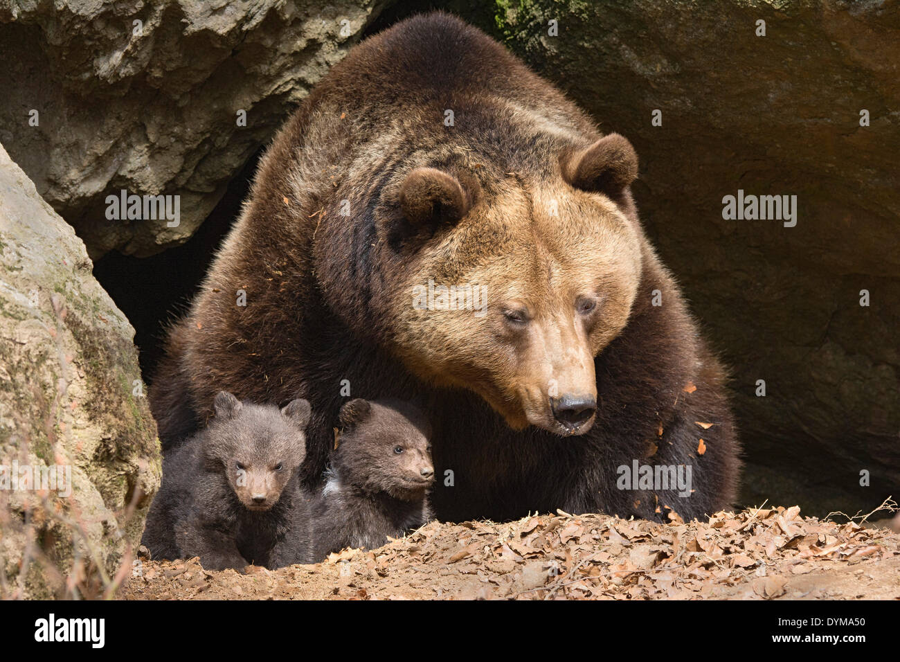 L'ours brun (Ursus arctos) mère avec oursons, 3 mois, captive, animal enclosure, Bavarian Forest National Park, Bavaria Banque D'Images