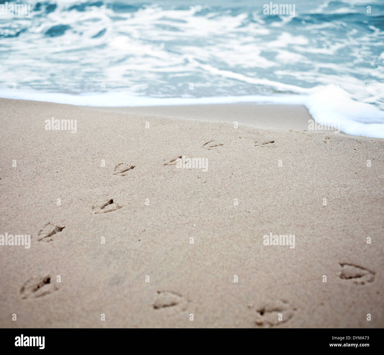 Des empreintes de pas d'oiseaux sur le sable, le vignettage et l'effet de profondeur de champ à faible profondeur. Banque D'Images