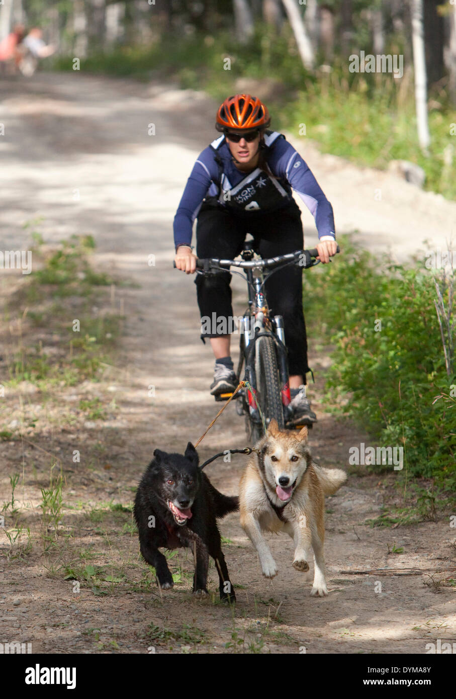 Femme bikejoring ou bikejöring, deux Huskies d'Alaska tirant un vélo de montagne, le Territoire du Yukon, Canada Banque D'Images