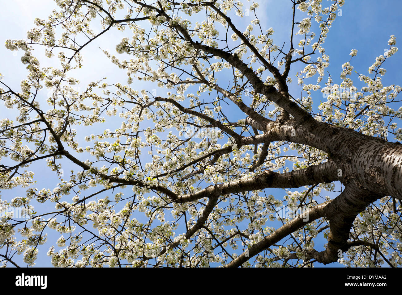Cerisier (Prunus avium) en pleine floraison, Markgräflerland, Forêt-Noire, Bade-Wurtemberg, Allemagne Banque D'Images