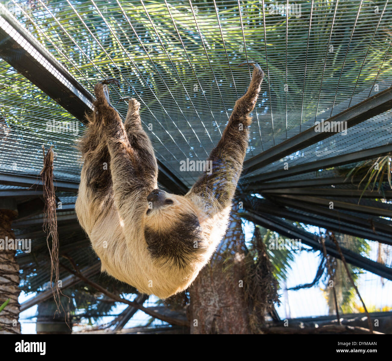 Deux doigts de Linné sloth (Choloepus didactylus), Banque D'Images