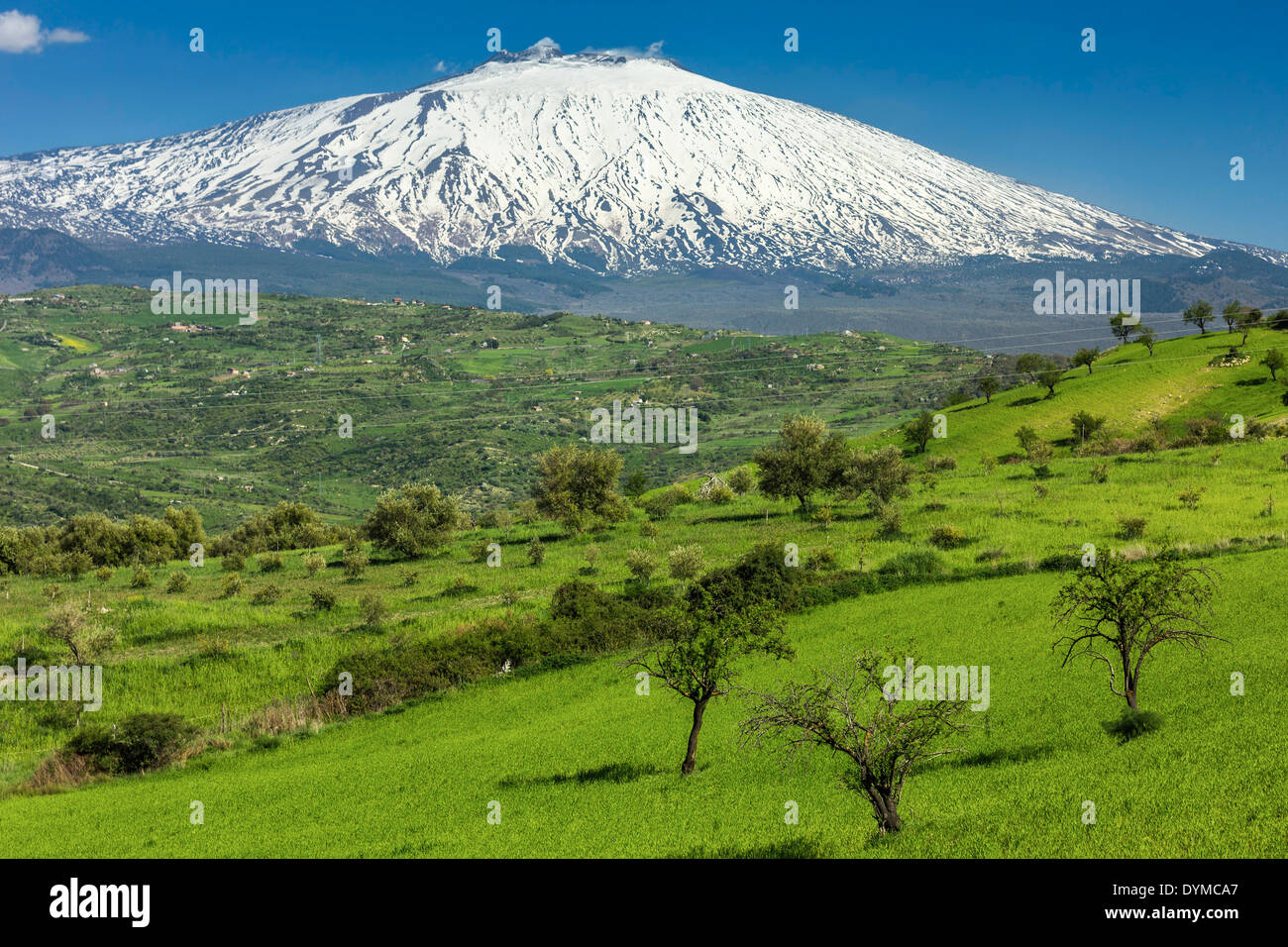 Oliviers et milou flanc ouest du volcan Etna vu à Serra près de Bronte, Bronte, Province de Catane, Sicile, Italie Banque D'Images
