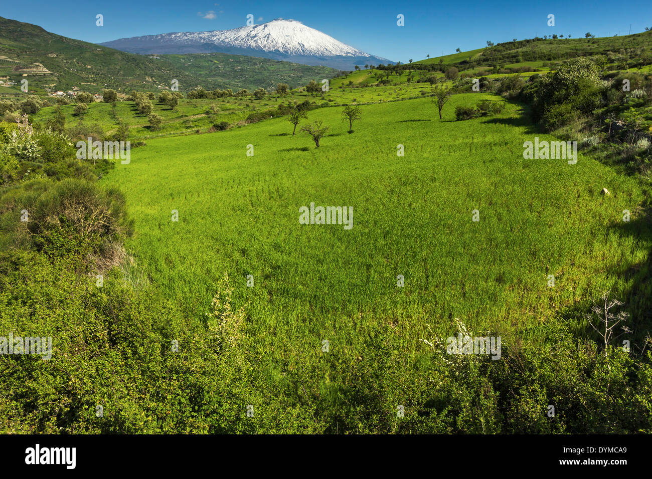 Oliviers et milou flanc ouest du volcan Etna vu à Serra près de Bronte, Bronte, Province de Catane, Sicile, Italie Banque D'Images