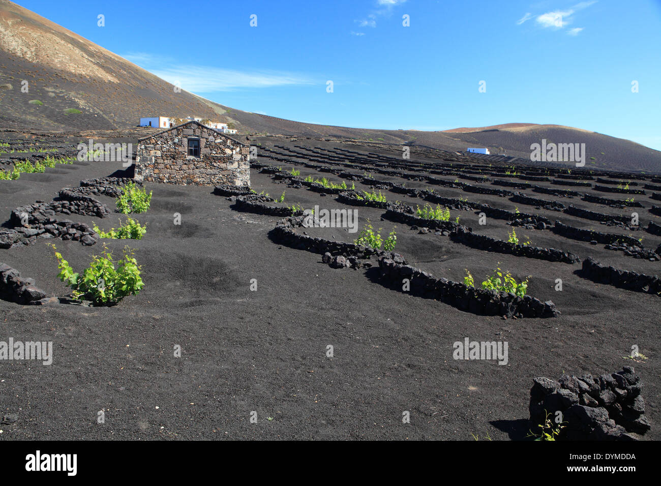 Wine Valley de la Geria - Lanzarote, les vignes sont cultivées dans les cendres volcaniques, les Îles Canaries Banque D'Images