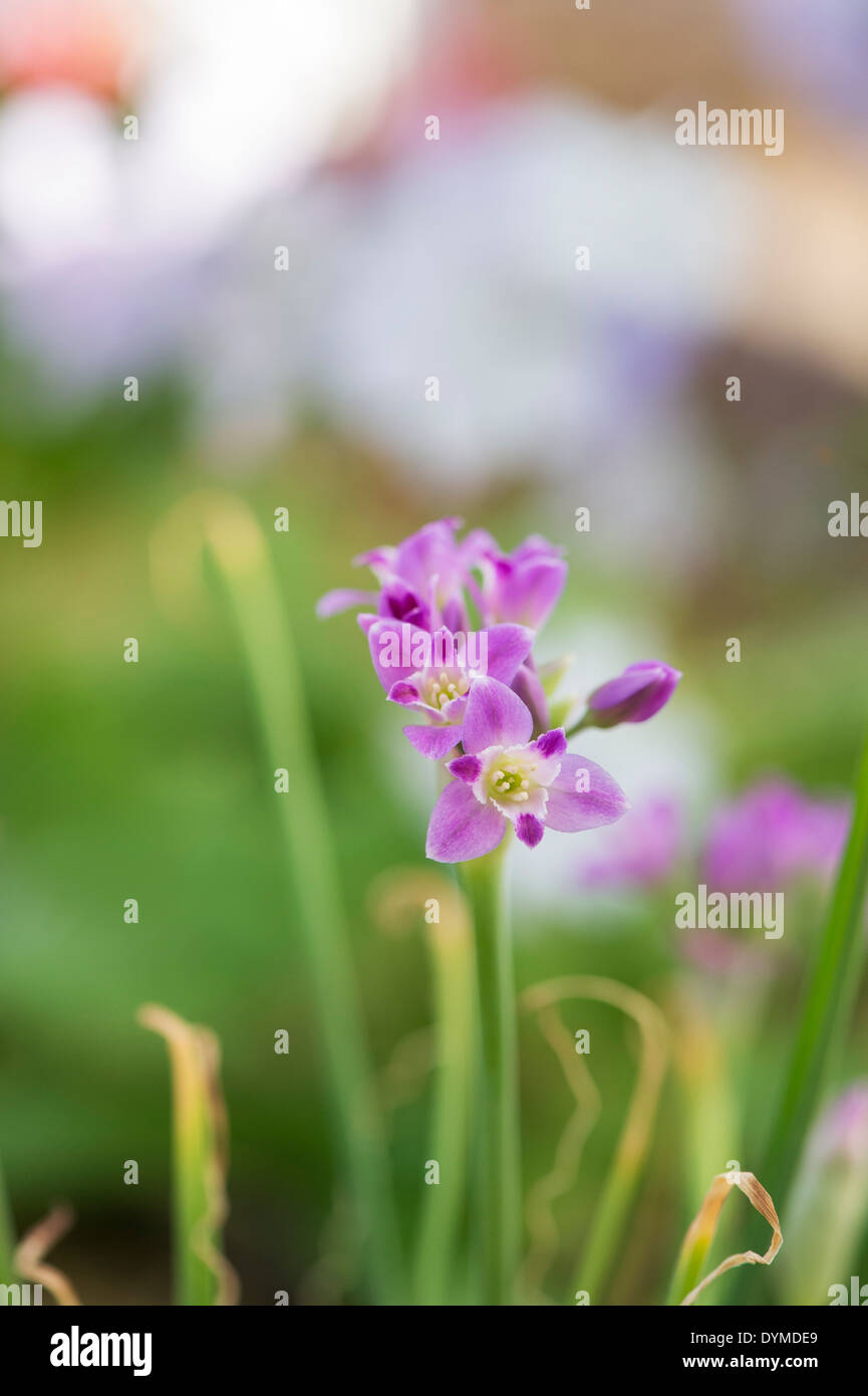 L'allium crispum. Plissés de l'oignon. Fleur d'oignon sauvage Banque D'Images
