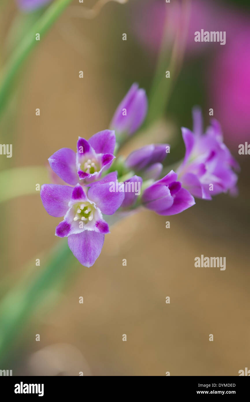 L'allium crispum. Plissés de l'oignon. Fleur d'oignon sauvage Banque D'Images