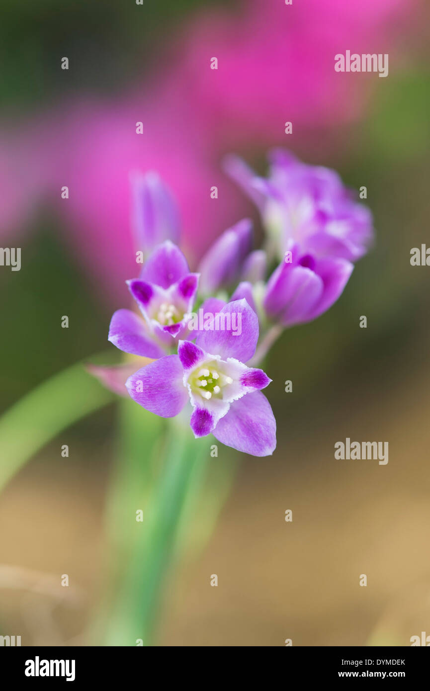L'allium crispum. Plissés de l'oignon. Fleur d'oignon sauvage Banque D'Images