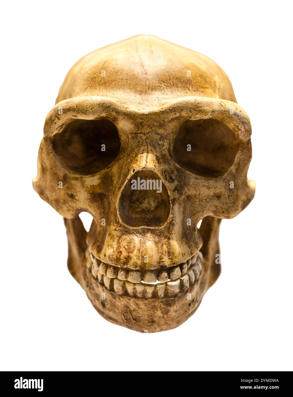 Reconstruit crâne de l'Homo antecessor Banque D'Images