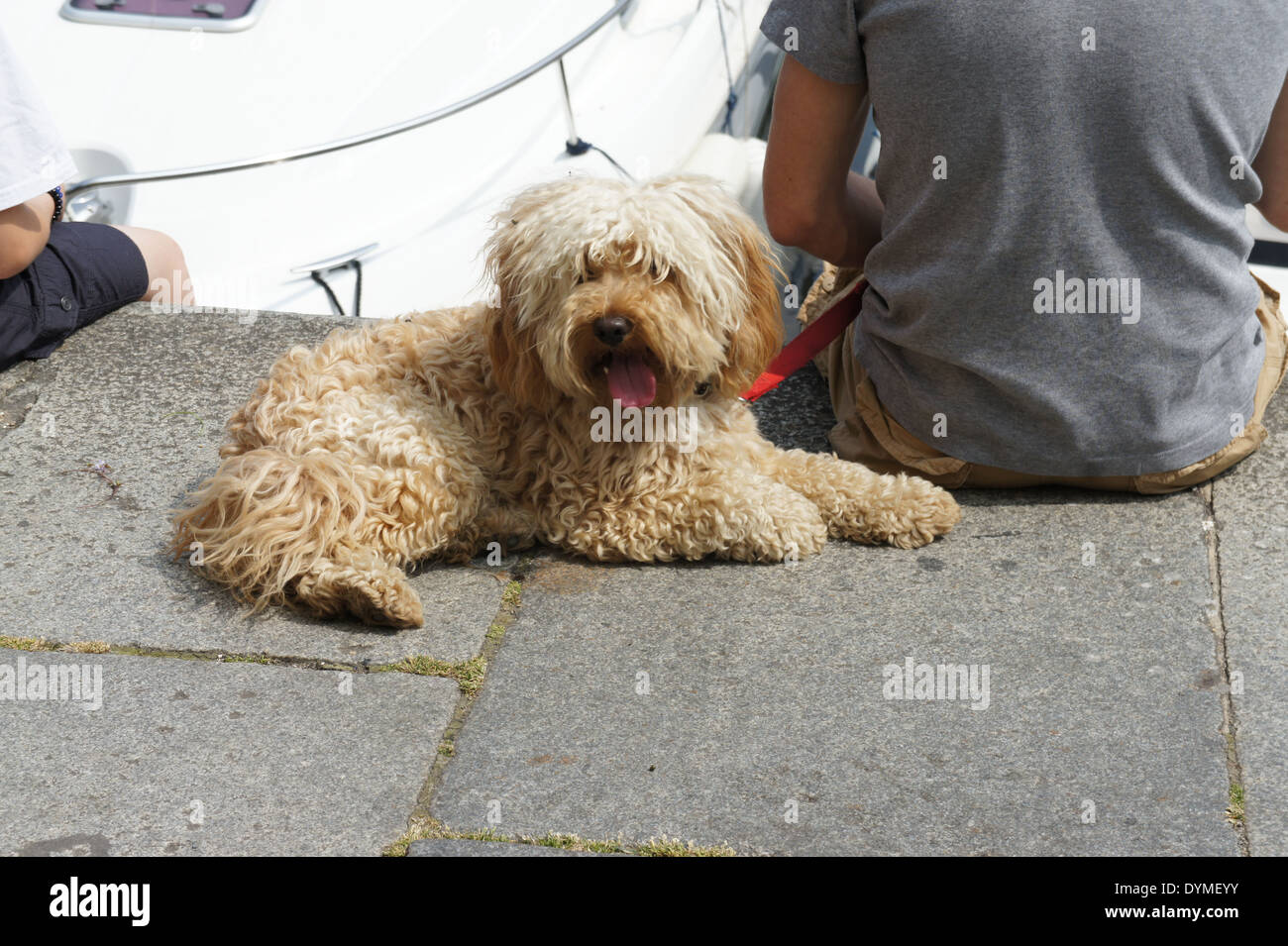 Shaggy golden dog et son propriétaire assis ensemble Banque D'Images