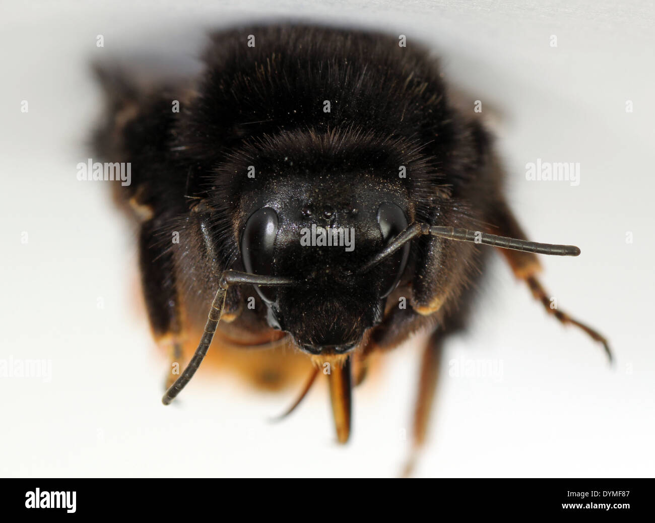 Dead red tailed bubble bee Bombus lapidarius macro image Banque D'Images