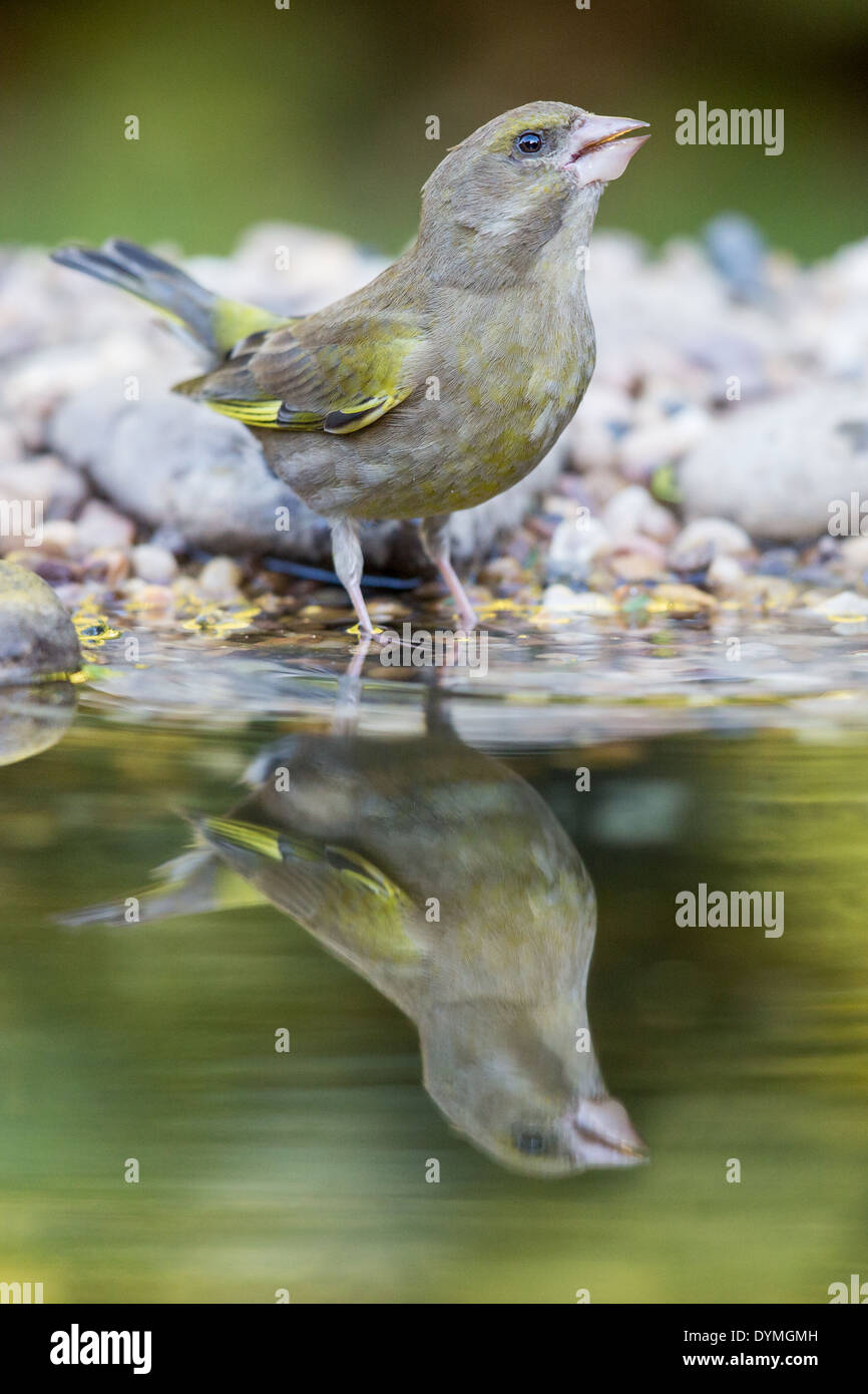 Verdier d'Europe (Chloris chloris) boire au bord d'une piscine Banque D'Images