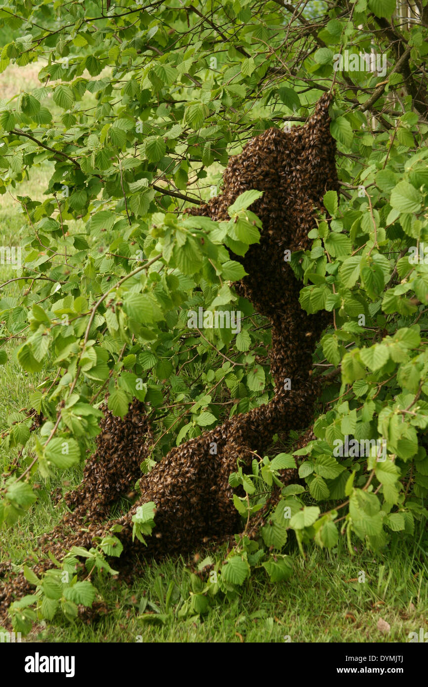 Apis mellifera - essaim abeilles à miel Banque D'Images