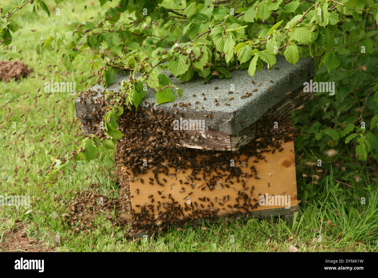 Un grand essaim d'abeilles dans une nouvelle ruche Banque D'Images