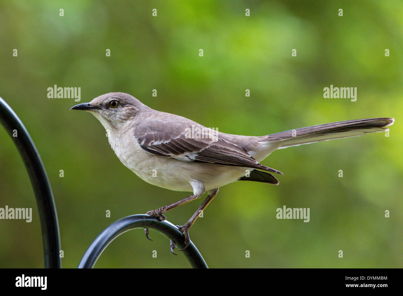 Moqueur polyglotte Mimus polyglottos dans le sud-ouest de la Floride Banque D'Images