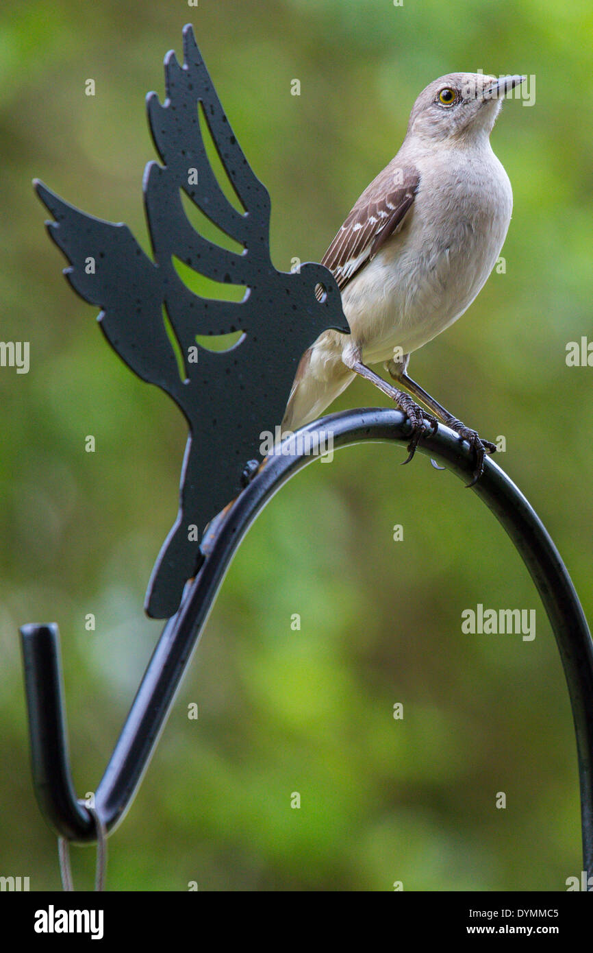 Moqueur polyglotte Mimus polyglottos dans le sud-ouest de la Floride Banque D'Images