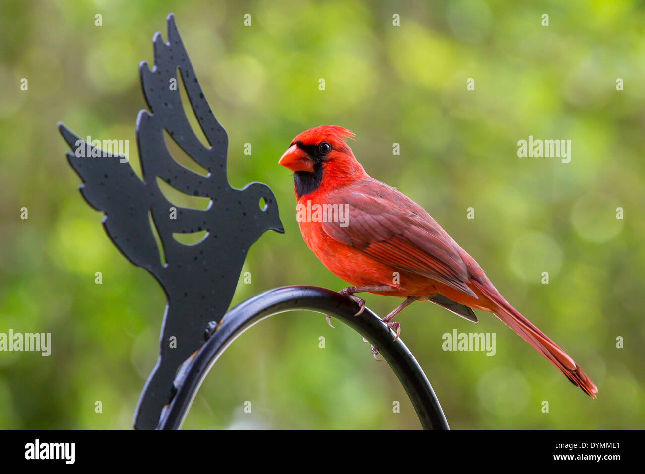 Rouge lumineux mâles du Cardinal Cardinalis cardinalis dans le sud-ouest de la Floride Banque D'Images