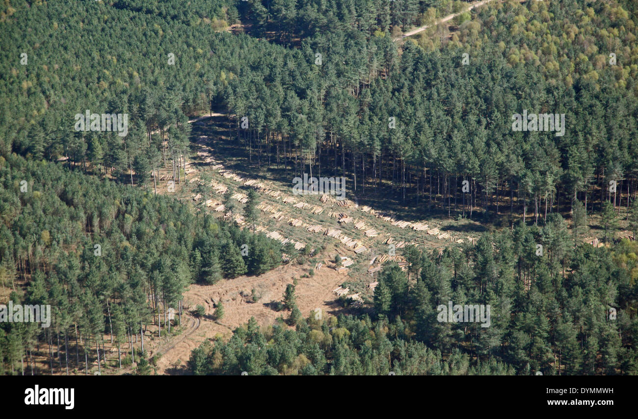 Vue aérienne d'une forêt où les arbres ont été abattus Banque D'Images