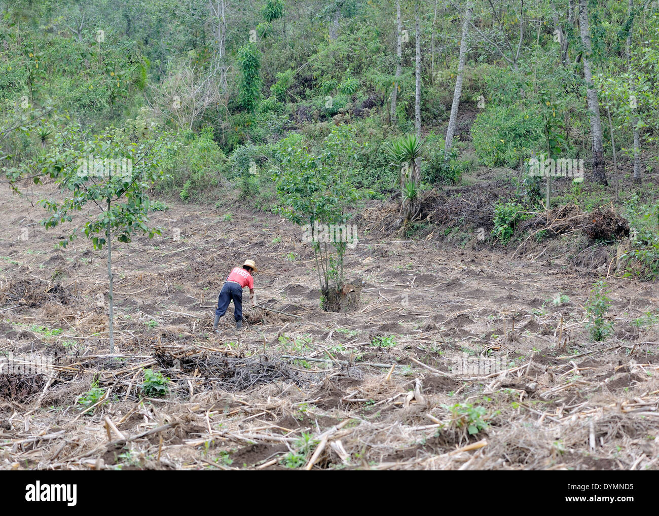 Un homme travaille l'annulation d'un champ au bord de la forêt. San Juan La Laguna. Banque D'Images
