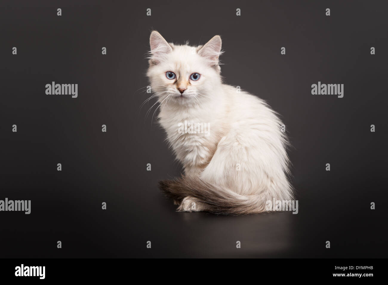 Forêt de Sibérie chaton sur fond sombre Banque D'Images