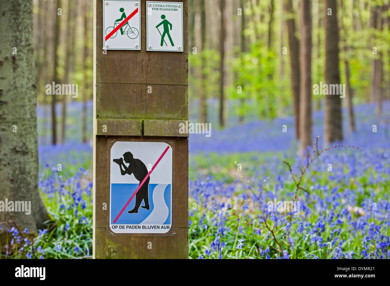 Jacinthes des bois et des fleurs en hêtre signe interdiction photographes d'avertissement de ne pas quitter les sentiers au printemps, la forêt de Halle Banque D'Images