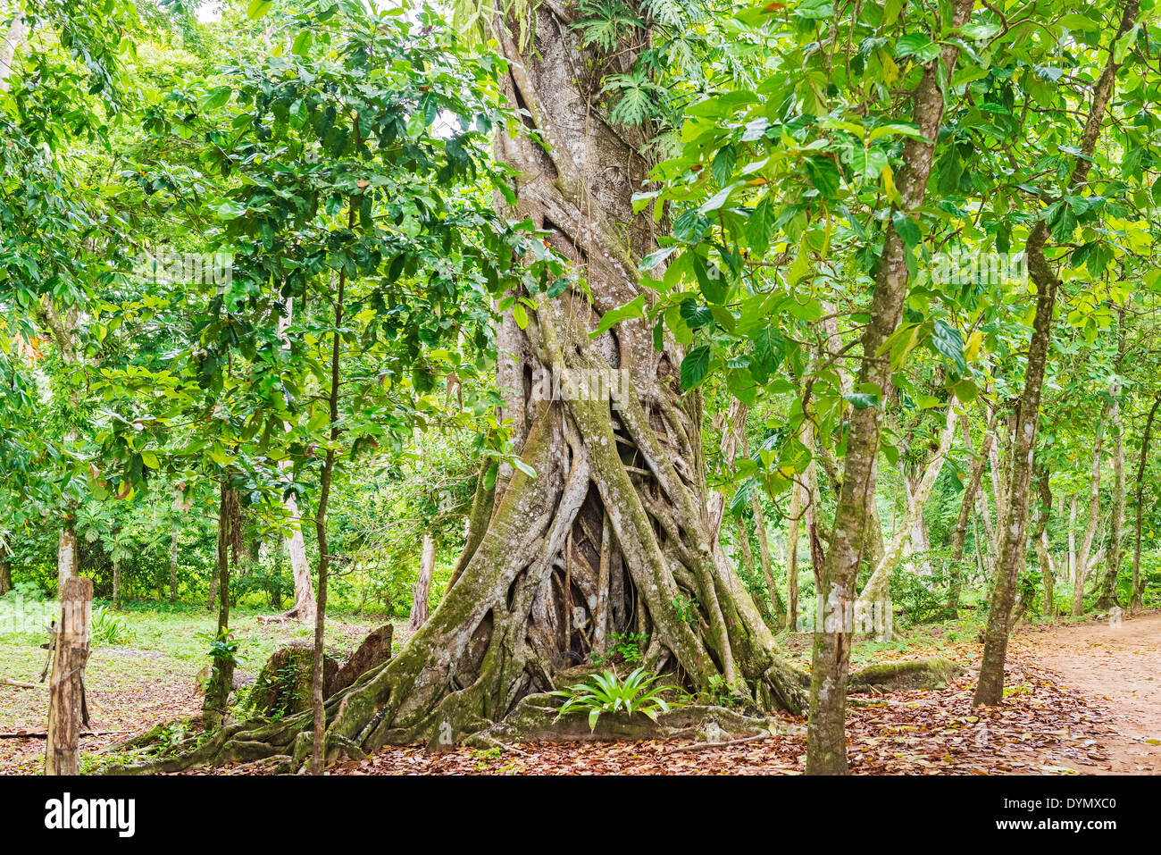 Des arbres dans la forêt tropicale près de Bocas del Toro au Panama, 6 janvier 2014 Banque D'Images