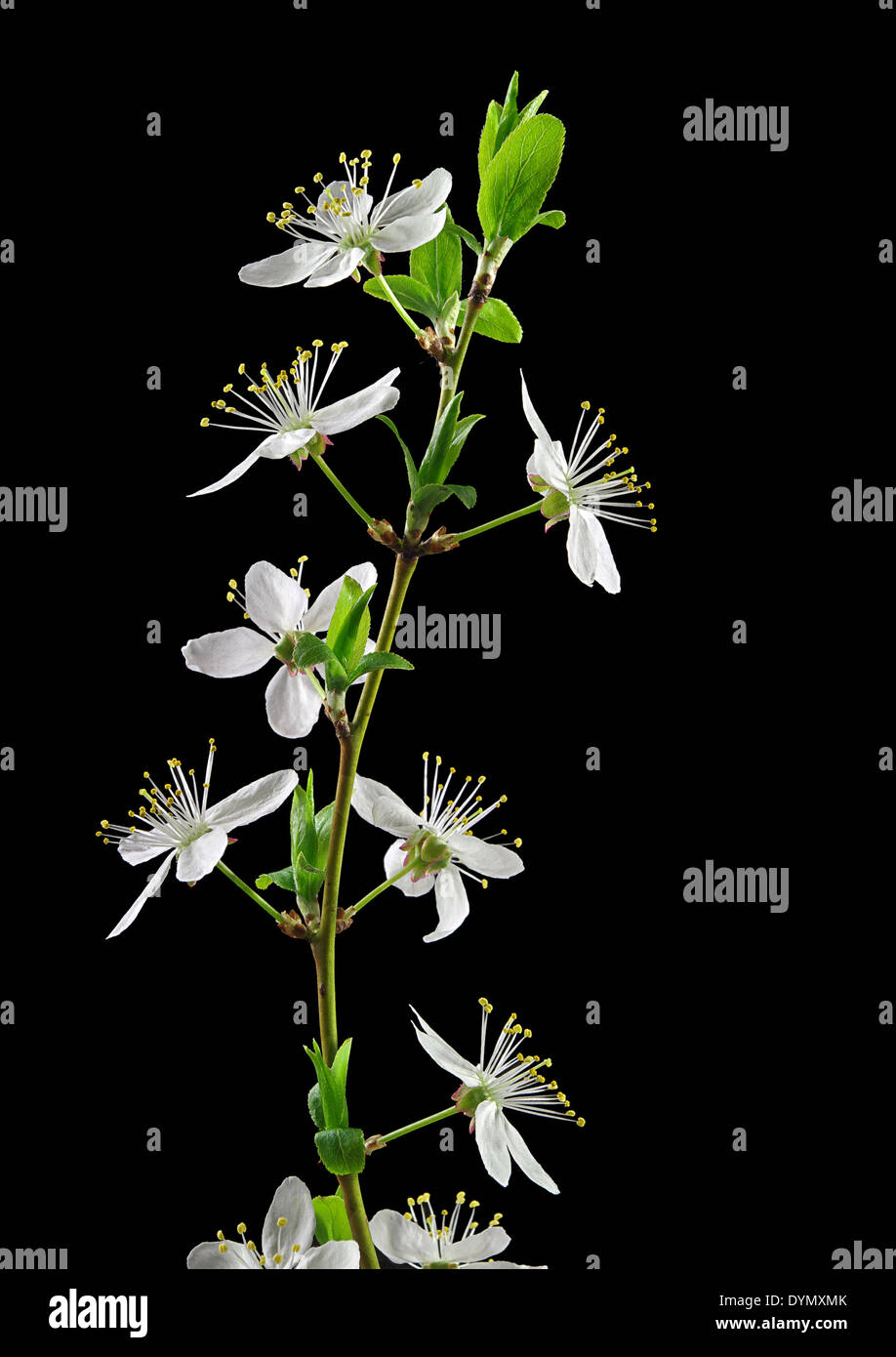 Cherry Plum fleurs blanc sur noir isolé Banque D'Images