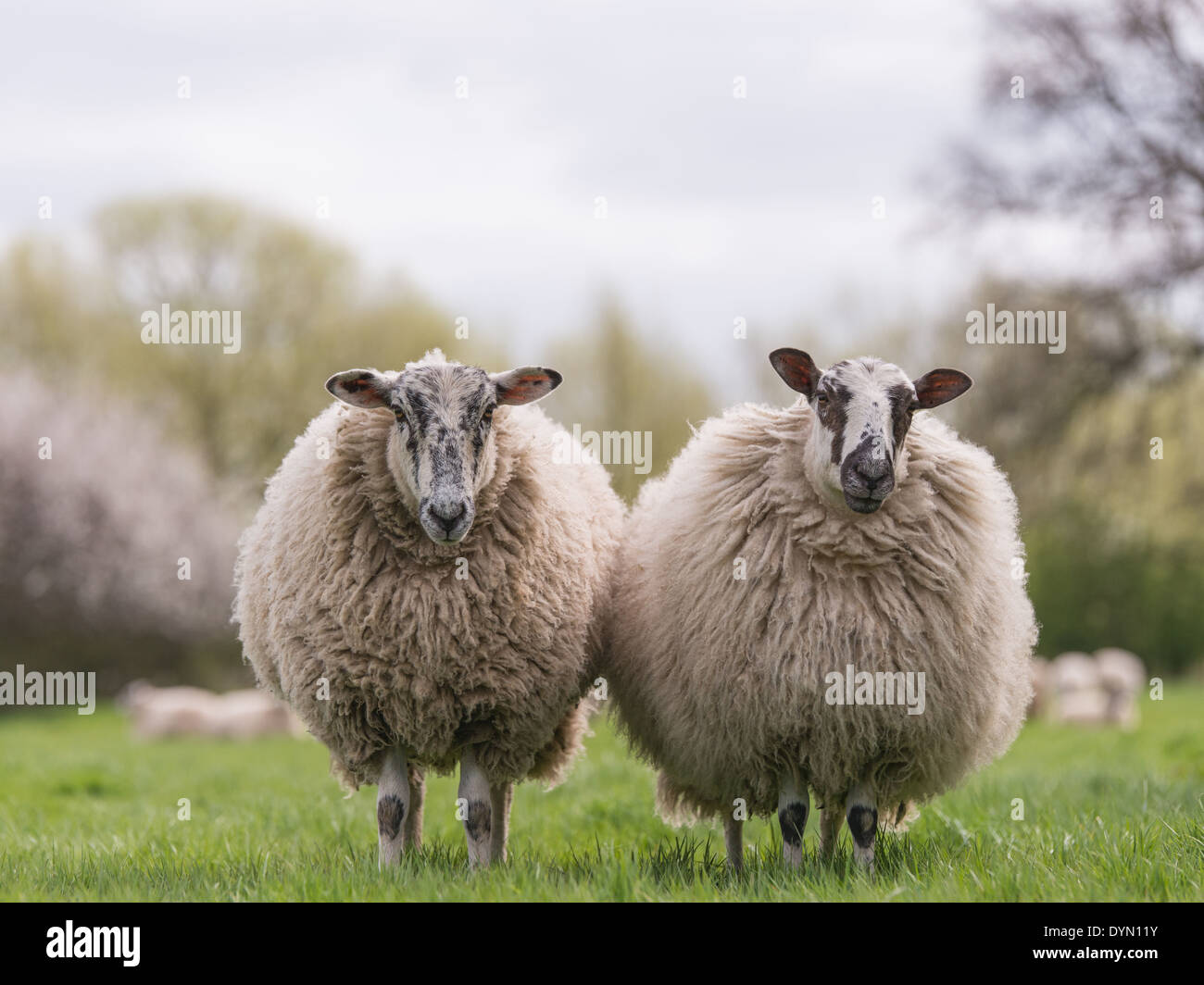 Deux moutons laineux Standing together in field Banque D'Images