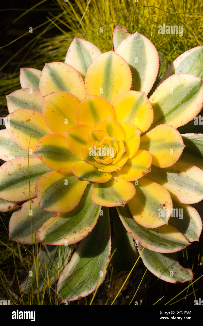 Rosette de l'appel d'offres, succulentes Aeonium holochrysum 'Sunburst' Banque D'Images