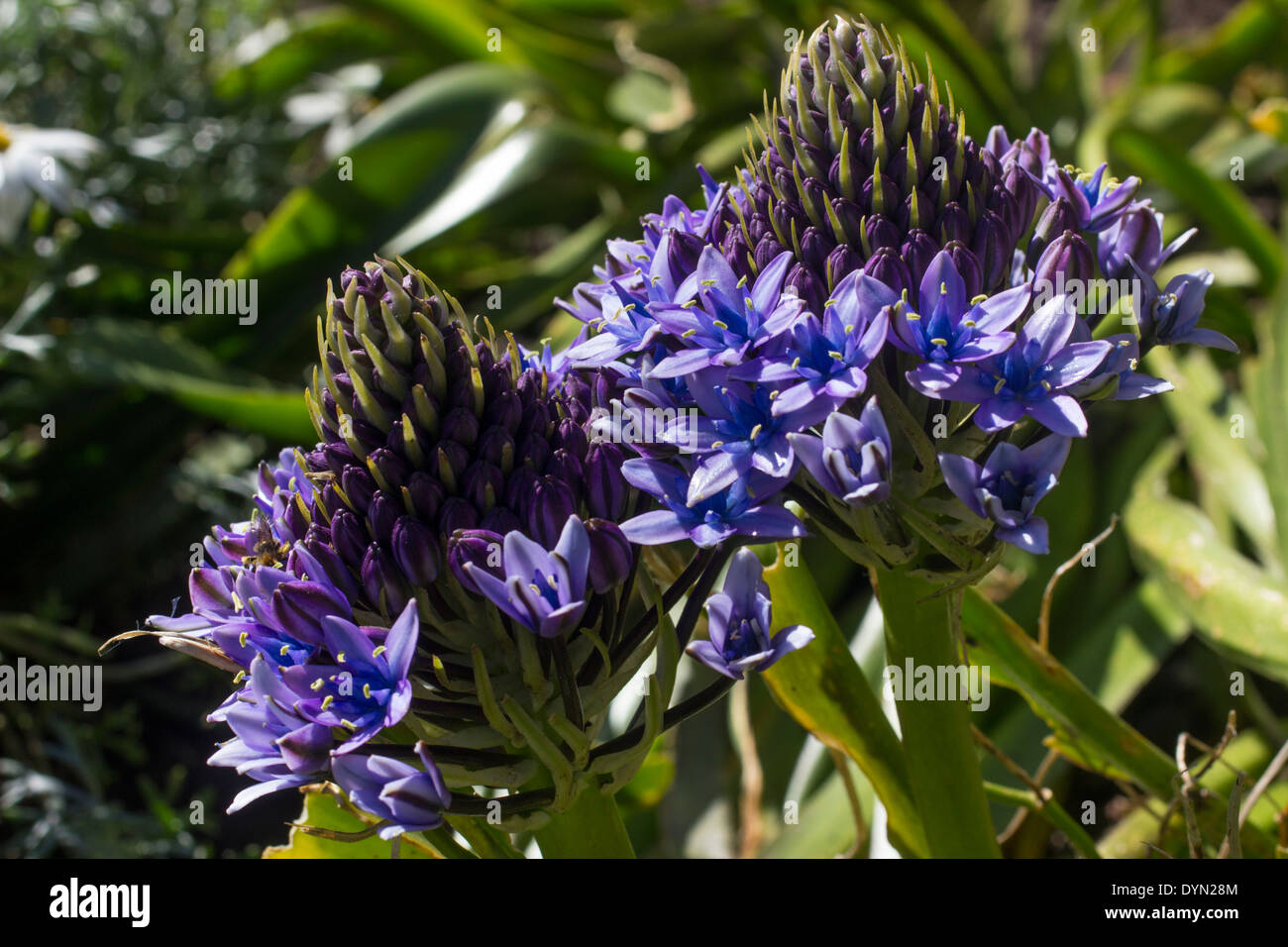 Fleurs bleu ouvert dans les têtes coniques du géant squill, Scilla peruviana Banque D'Images