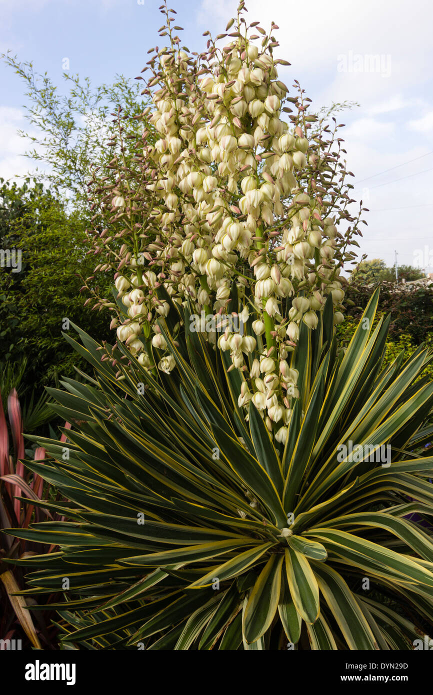 Yucca Gloriosa Multi dirigé 'Variegata' la floraison dans un jardin de Plymouth Banque D'Images