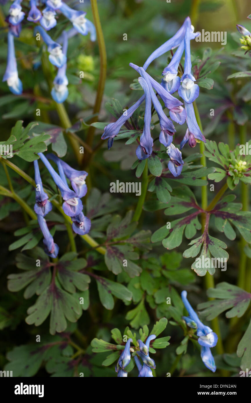 Fleurs et feuillages de la jolie woodlander, Corydalis flexuosa 'Purple Leaf' Banque D'Images