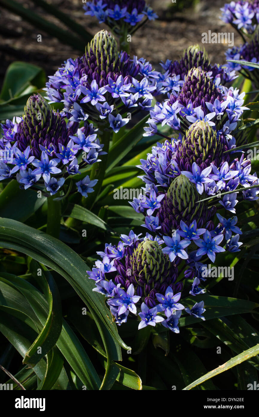 Fleurs bleu ouvert dans les têtes coniques du géant squill, Scilla peruviana Banque D'Images