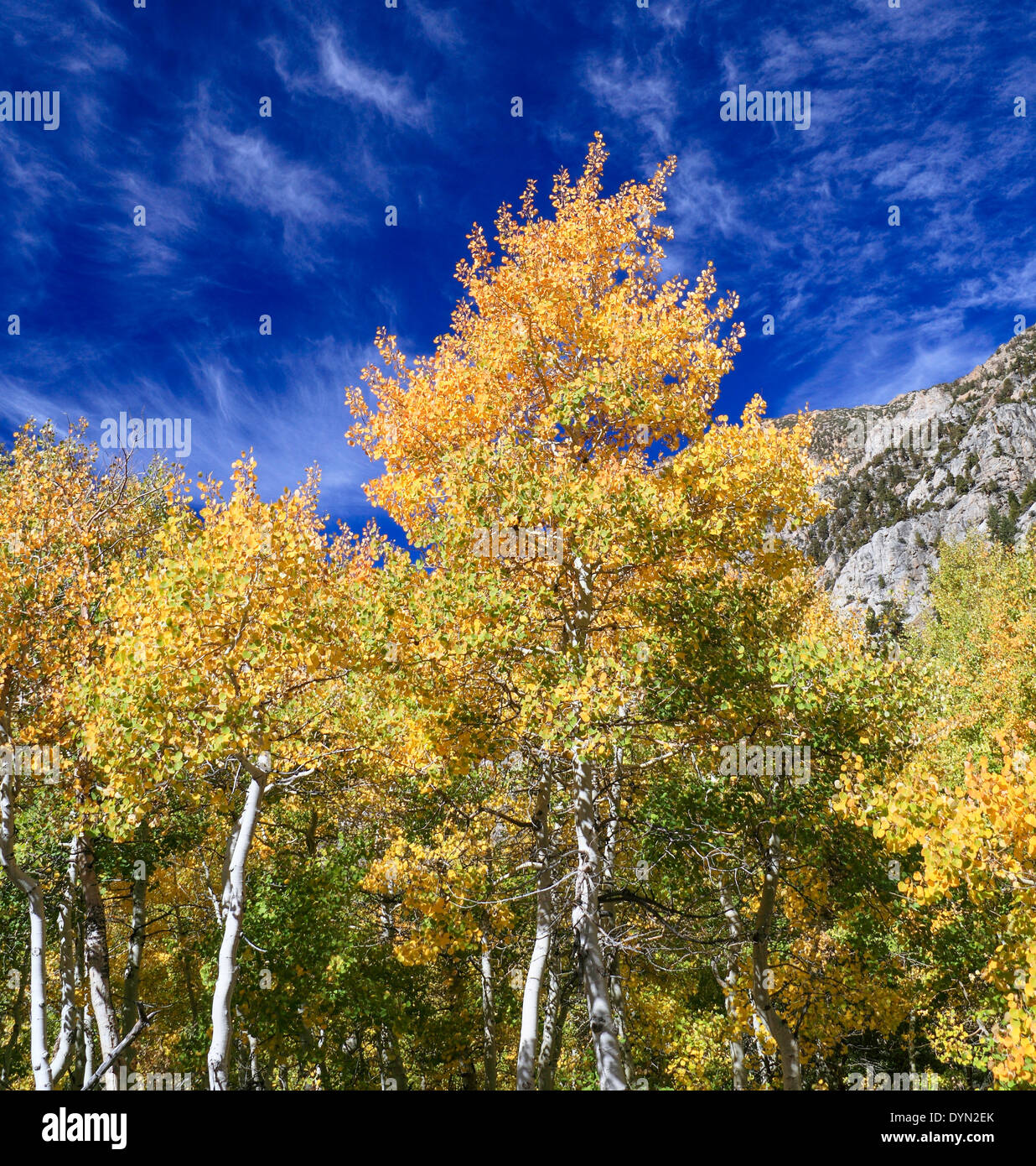 Les arbres colorés dans Lundy Canyon dans l'automne Banque D'Images