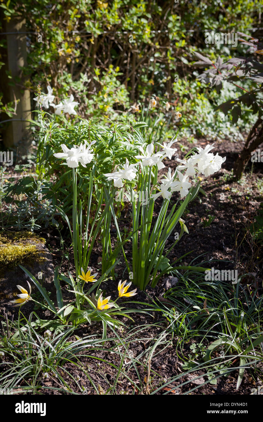 Narcissus Thalia, d'un blanc pur, la jonquille sous plantés par Tulipa Dasystemon Tarda croissant dans une bordure à Cambridge, England, UK Banque D'Images