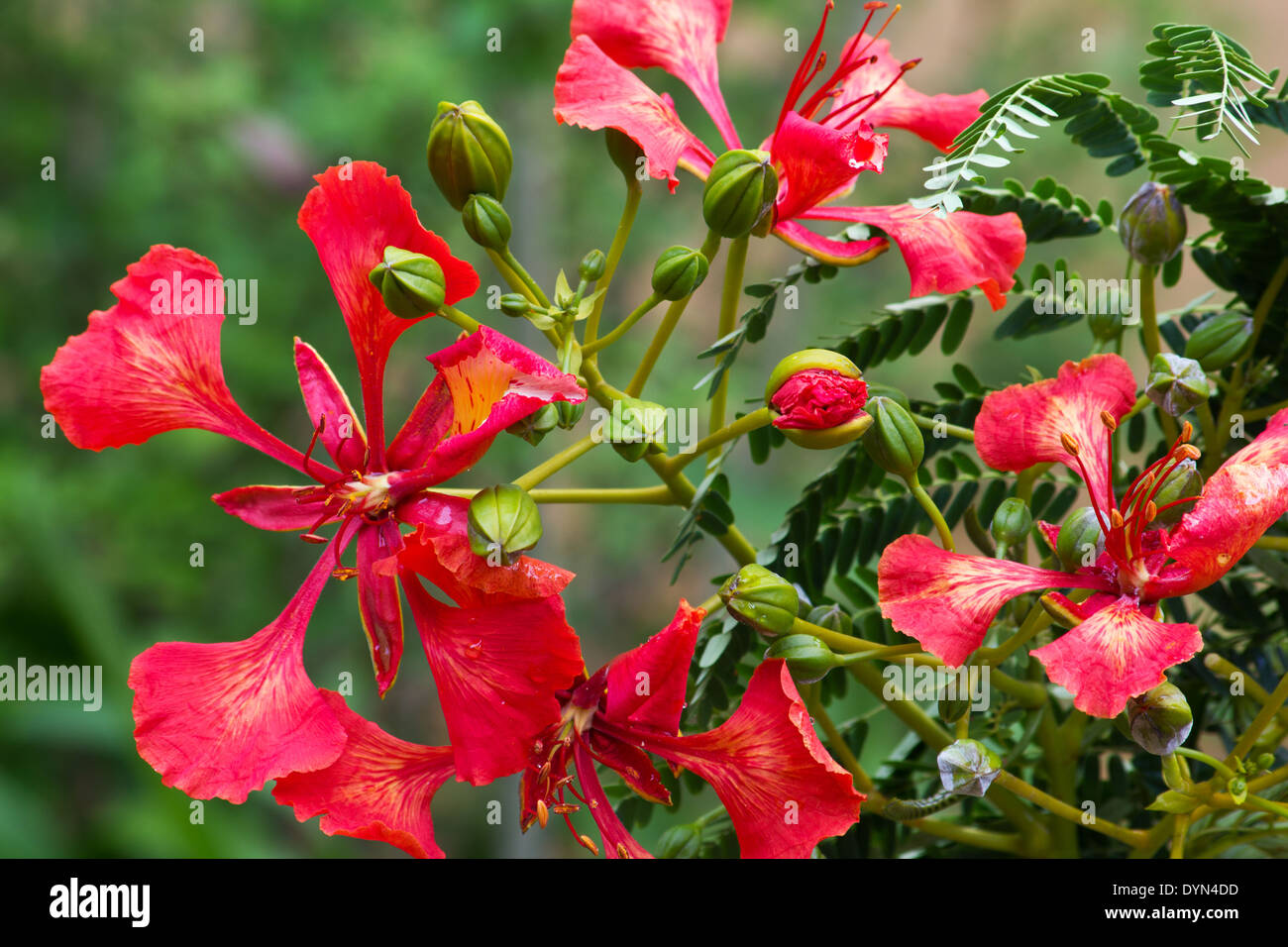 Royal Poinciana ou fleurs Flamboyant Banque D'Images