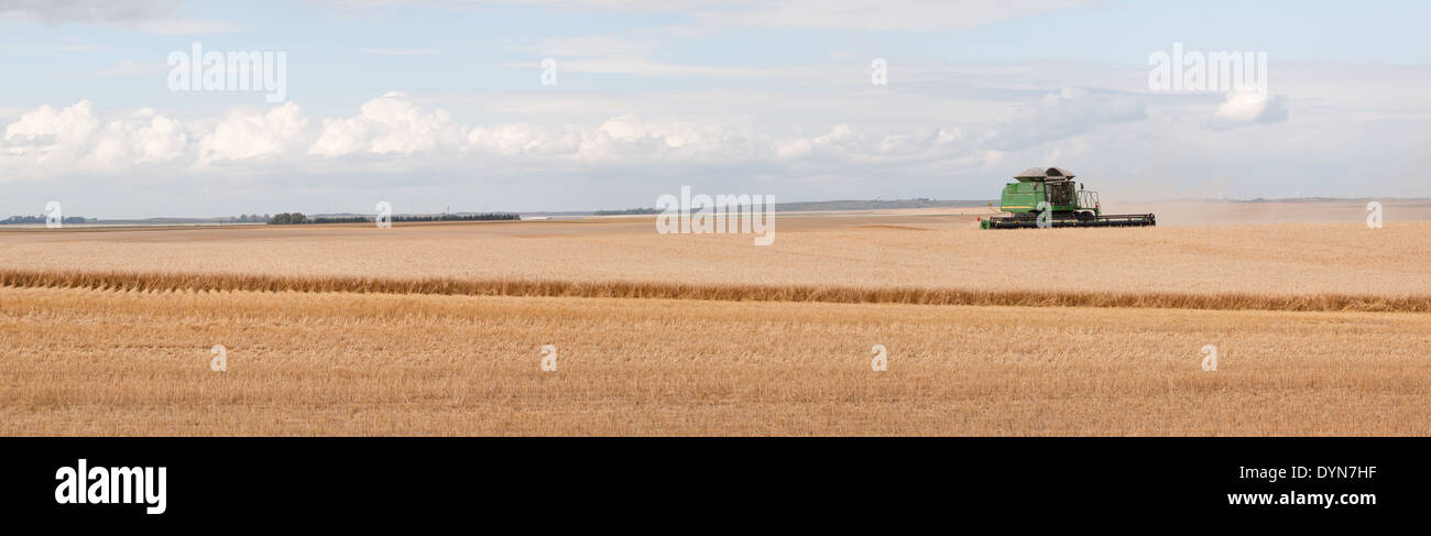 Panorama d'un champ de blé à récolter dans le Comté de Pierce, Dakota du Nord Banque D'Images