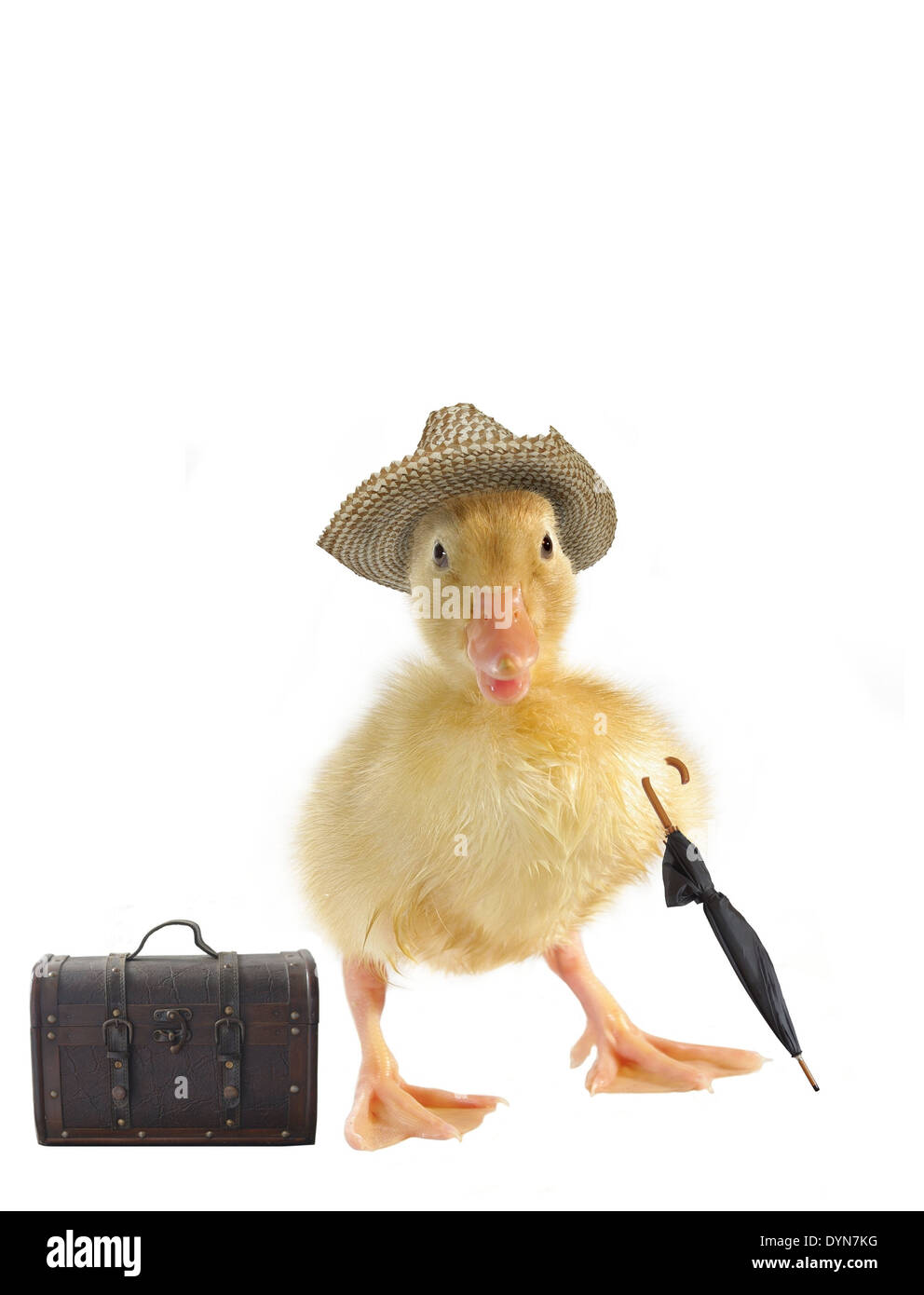 Duck with hat Banque d'images détourées - Alamy